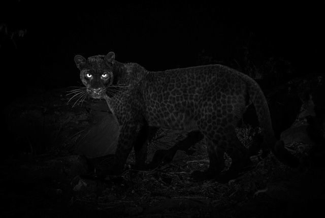 Photograph of a black leopard for the first time in 100 years - Longpost, The photo, Nature, Interesting, Leopard, Kenya, Black Panther