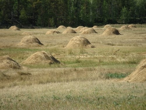 First earnings - My, Haymaking, Work, Money