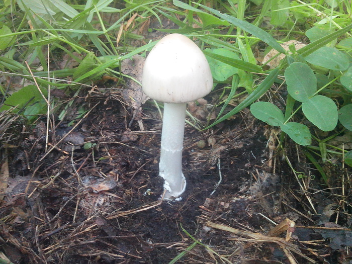 Help identify. - My, Mushrooms, Forest, Longpost