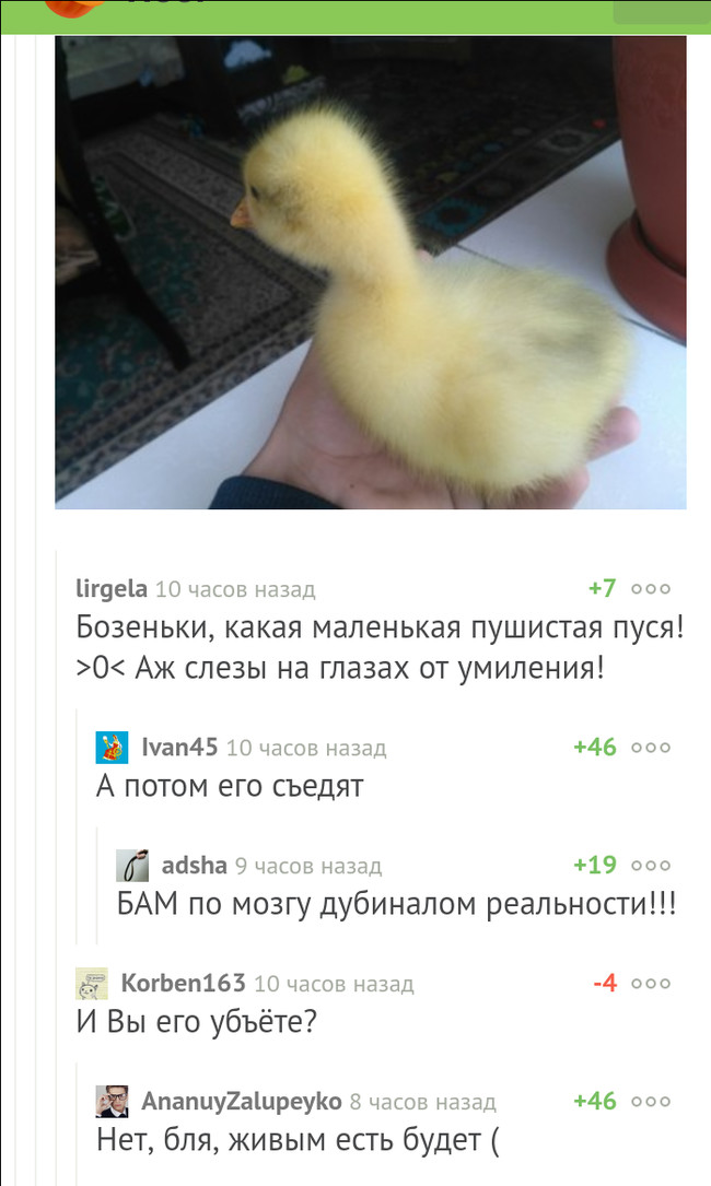 Comments - Гусь, Chick, Comments on Peekaboo, Screenshot, Mat, Comments