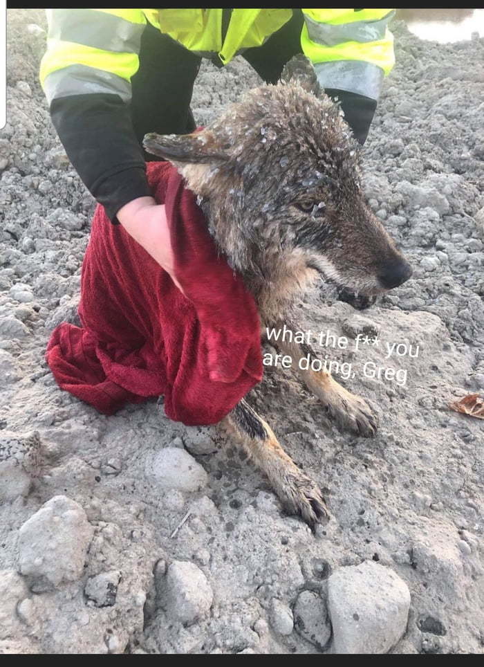 Men rescued a dog from an icy river, which turned out to be a wolf - Wolf, The rescue, 9GAG