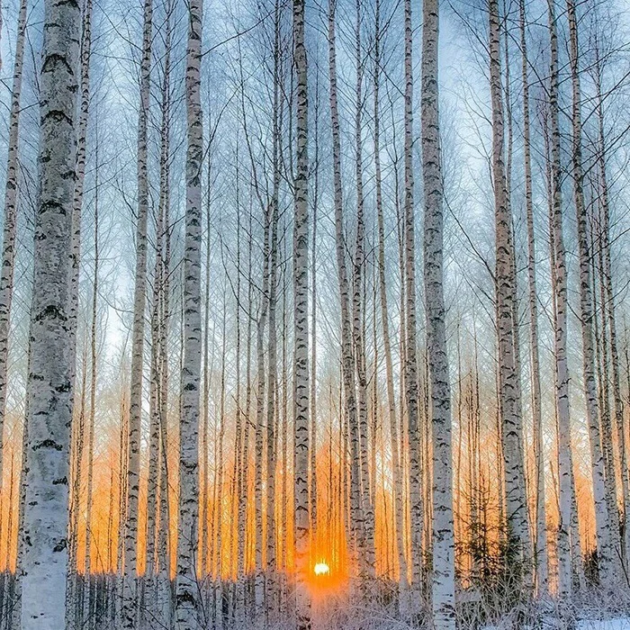 Берёзовая роща - Березовая роща, Закат, Роща, Зима, Фотография