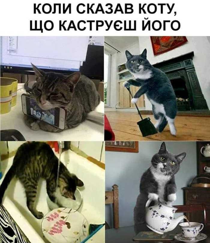 Когда сказал коту, что кастрируешь его