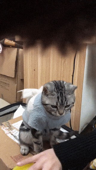Усатый помощник