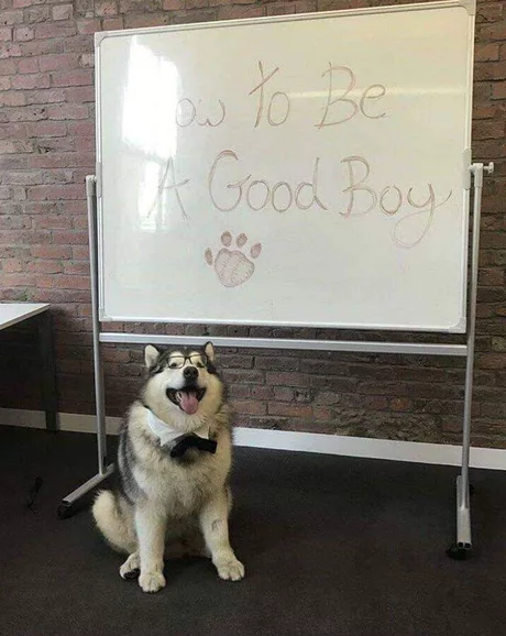 Business trainer - Business training, Good boy, Dog, Alaskan Malamute