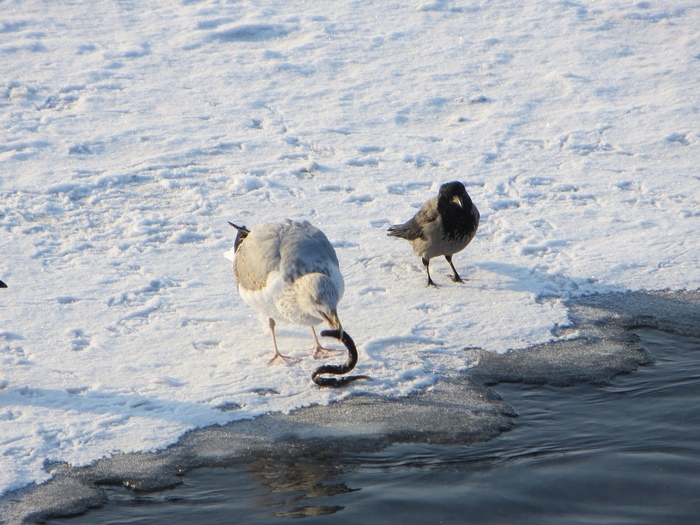 A seagull pulled a lamprey onto the ice - Seagulls, Lamprey, , Ornithology League, Longpost