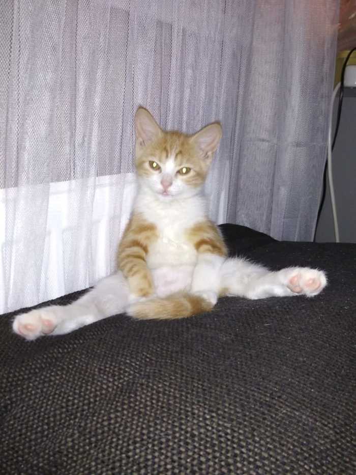 Fitness cat) - cat, Stretching, Fitness, The photo, Milota
