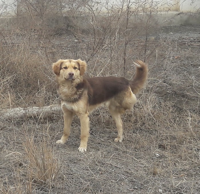 Simple and kind dogs - My, Stray dogs, Dog