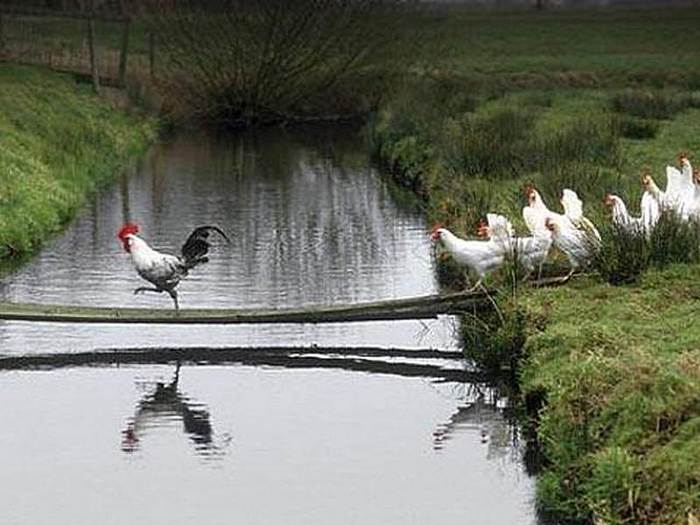 - Platoon, knock down a step! - Rooster, Hen, Bridge, leader, River