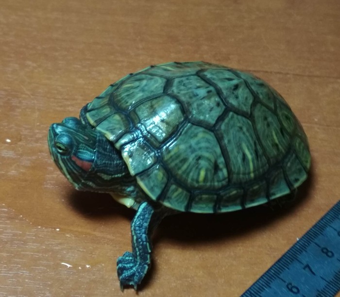 adult baby turtle - My, Turtle, Adult children