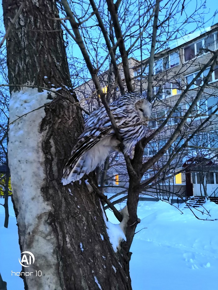 Random guest in the city) ... - Owl, Not the aggressor, Calmness