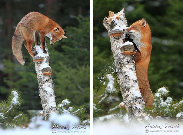curious fox - Fox, Curiosity, Animals, Nature, Stump, The photo