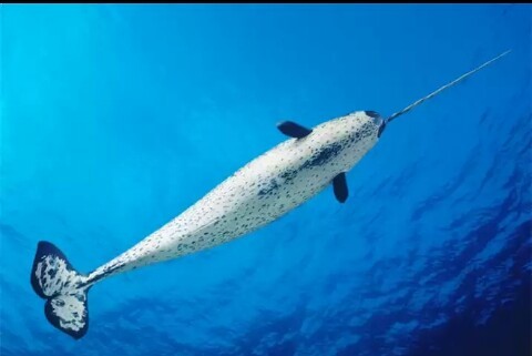 Water unicorns or narwhals. - , Unicorn, Nature, Longpost, Narwhals