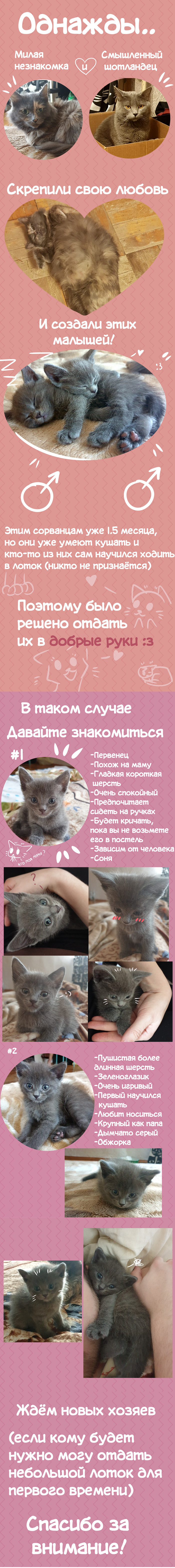 St. Petersburg, I give away kittens from: (contacts in the comments) - My, Saint Petersburg, cat, Kittens, In good hands, Urgently, Longpost, No rating