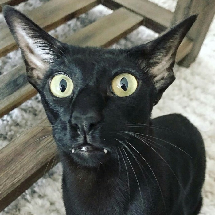 Big-eyed - cat, Black cat, Eared, Oriental cats, Pets