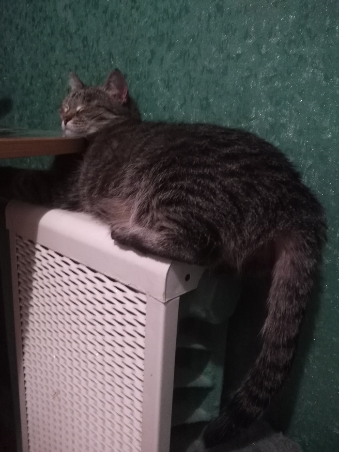 So it's more comfortable to sleep - My, cat, Heating battery, Dream, Pets