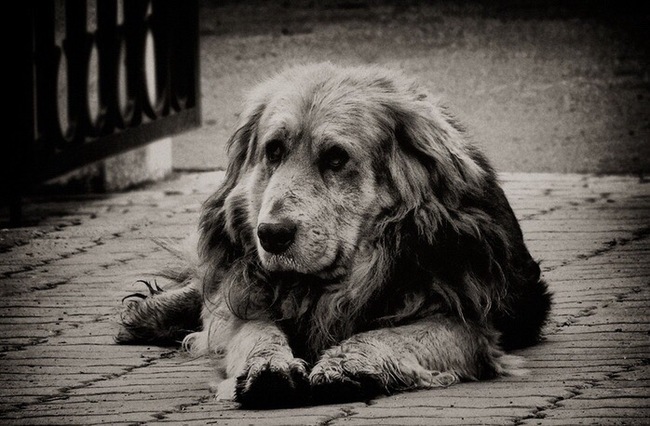 Exactly a year - Dog, Dogs and people, Rainbow Bridge, Longpost