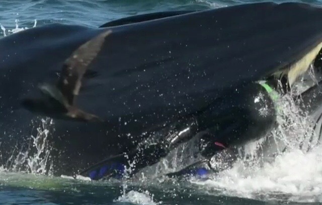 human plankton - Whale, Diver