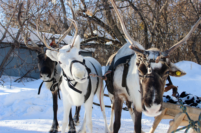 “They must survive, but this is not certain” — reindeer were brought to Ufa - No rating, Reindeer, Animals, Ufa, Bashkortostan, Longpost