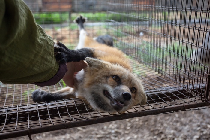 Domesticated Belyaevsky foxes need your votes) - No rating, Akademgorodok, Fox, Vote, Sequencing, Copy-paste