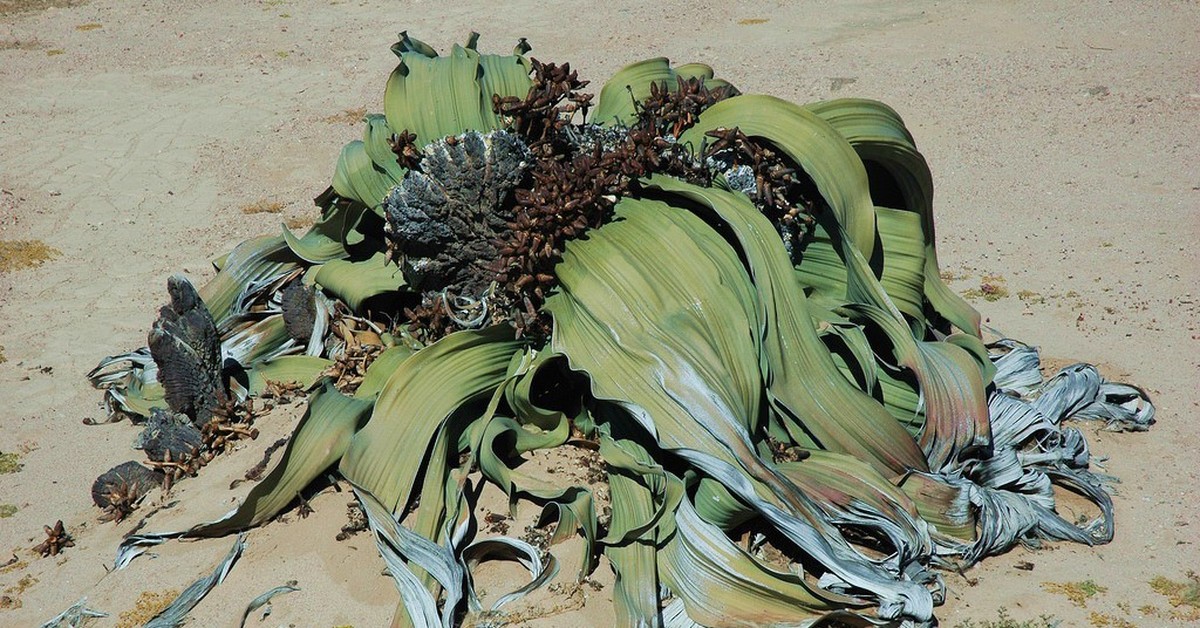 Вельвичия. Вельвичия удивительная (Welwitschia Mirabilis). Вельвичия дерево карлик. Вельви́чия удиви́тельная (Welwítschia Mirábilis). Вельвичия меристема.