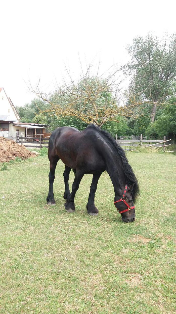 Confidence - My, Confidence, Horses, friendship, Longpost