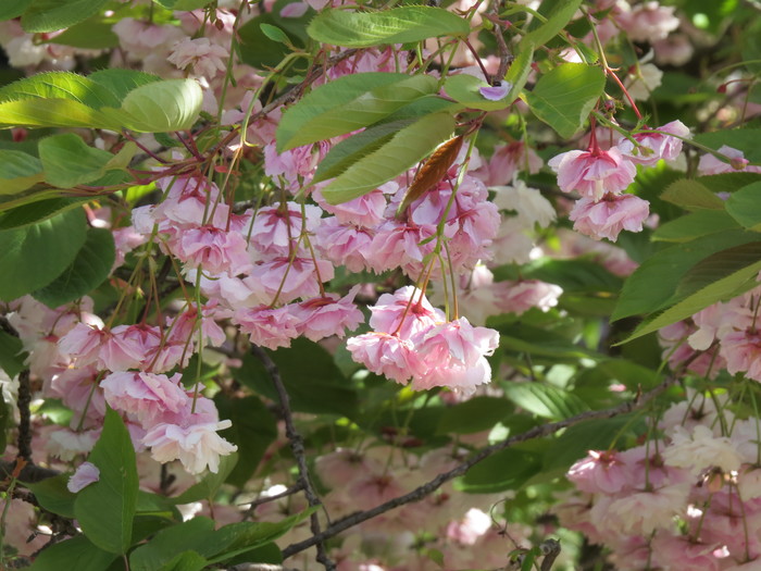 Spring... soon - Chester, Gardens, Sakura, Bloom, Great Britain, Spring, My, Longpost