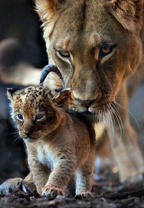 With mom - Animals, The photo, a lion, Big cats