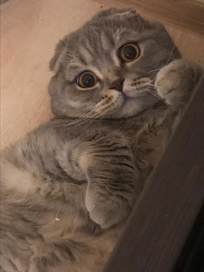 "Это явно не я порвал обои,хозяин. У меня же лапки."