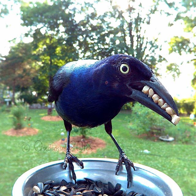 greedy grackle bird - , Birds, Trough, Phototrap, The photo, Grackle