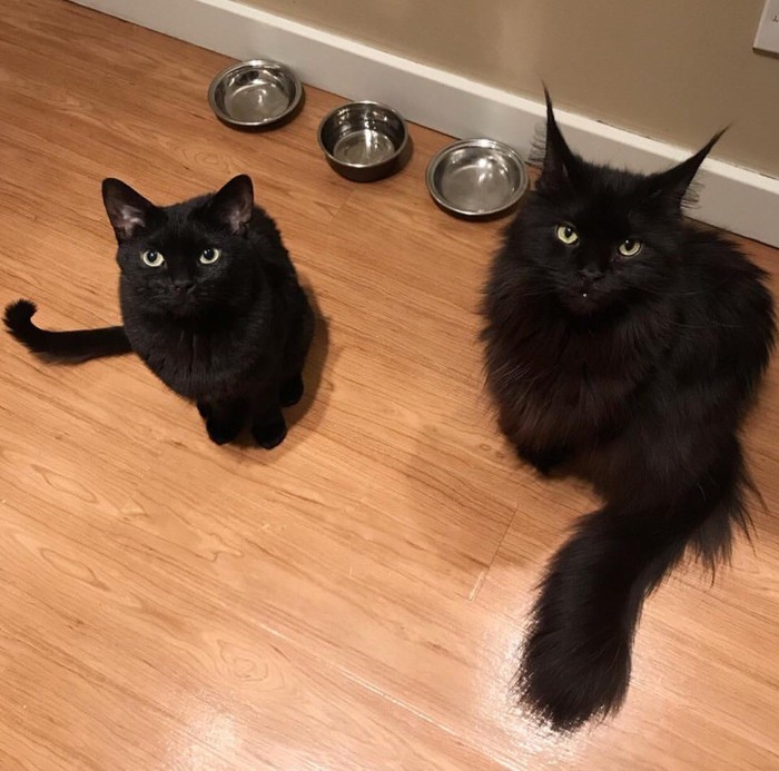 1 lvl of darkness and 80 lvl - cat, Black cat, Maine Coon