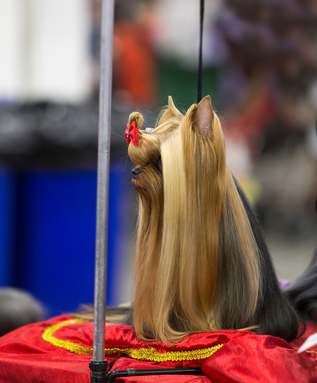 Spied at a dog show - My, Dog, Animals, The photo, Dog show, Dog days, Longpost