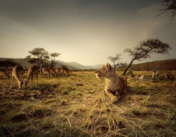 In search of prey - a lion, Safari, The photo