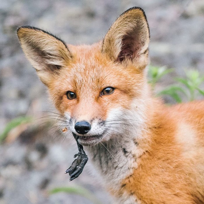 Уточку? Нет, не видел.