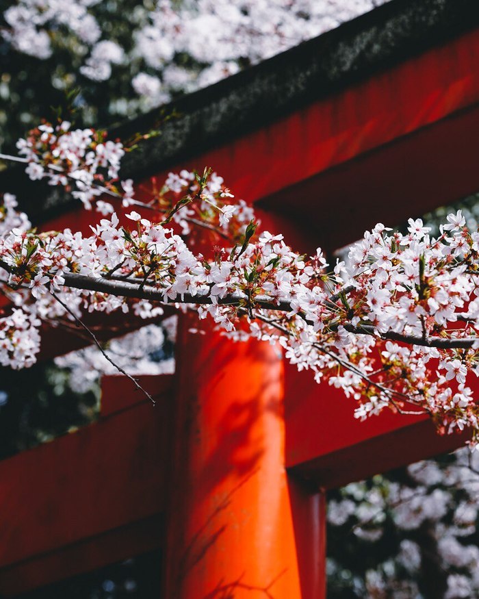 Japan. - Japan, The photo, Longpost, Sakura