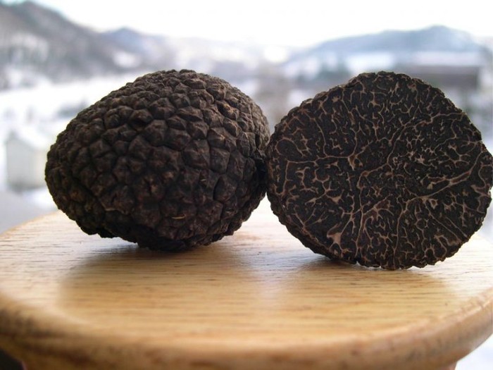 Truffles in Russia as a business idea - Profit, Business, Income, Mushrooms, Delicacy, Self-development, Business idea, Longpost