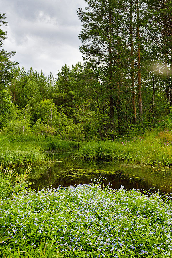 Journey to the White Sea. - My, Travels, Bike trip, The photo, Northern dvina, Arkhangelsk region, Longpost