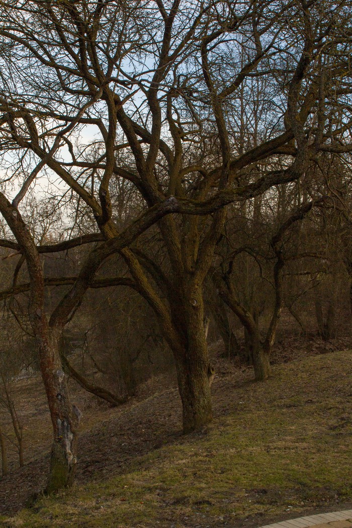 Nature in the middle of the city. (loshitsky park) - My, The photo, Beginning photographer, Minsk, Republic of Belarus, Loshitsky Park, Longpost