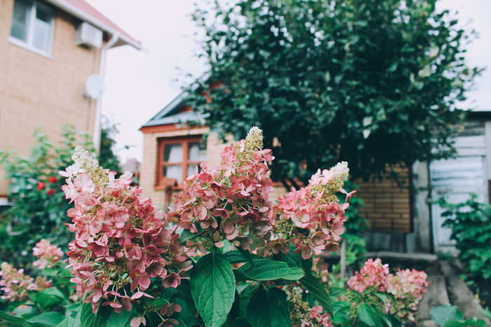 Did you miss summer? - Berries, Longpost, Mobile photography, Summer, My