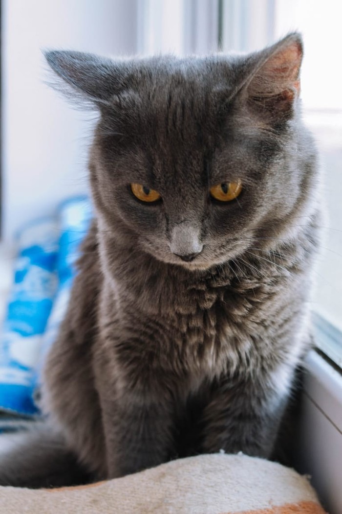 Tyumen. Looking for cat owners. - My, No rating, Tyumen, cat, In good hands, Help, Longpost, Pets