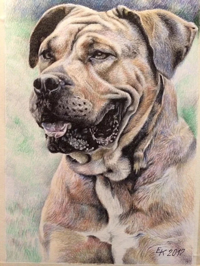 Guess Cassador del Torros - ca de bou (A4 format, colored pencils). - My, Cadebo, Molossus, Drawing, Portrait, Pencil drawing, Dog