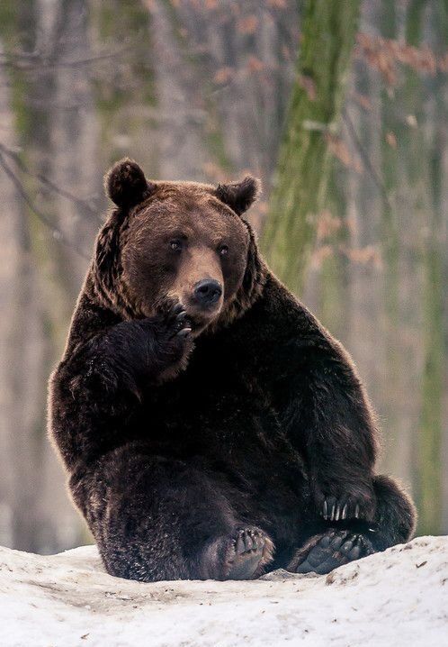 Thinker - The photo, Bear, Animals, The Bears