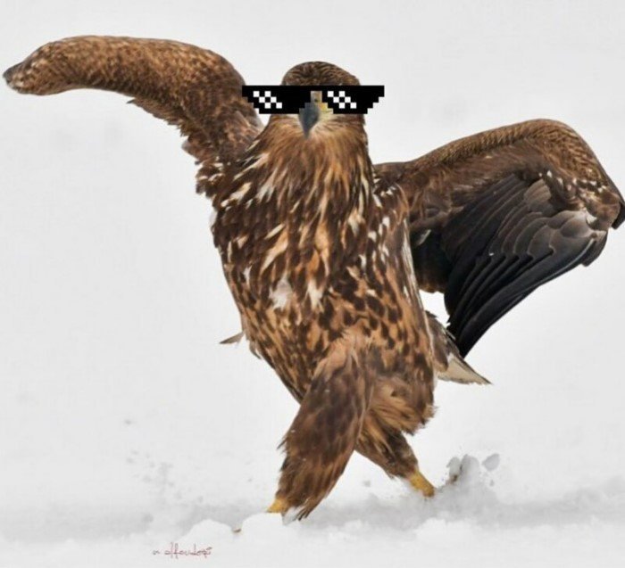 The eagle proudly walked through the snow and because of this became the main hero of the photoshop battle - Eagle, Photoshop, Humor, Birds, Longpost