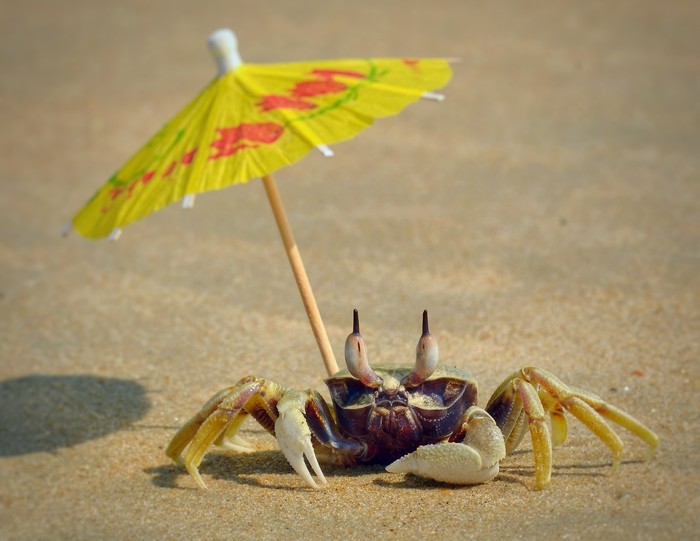 On the beach - My, Crab, Macro, Macro photography