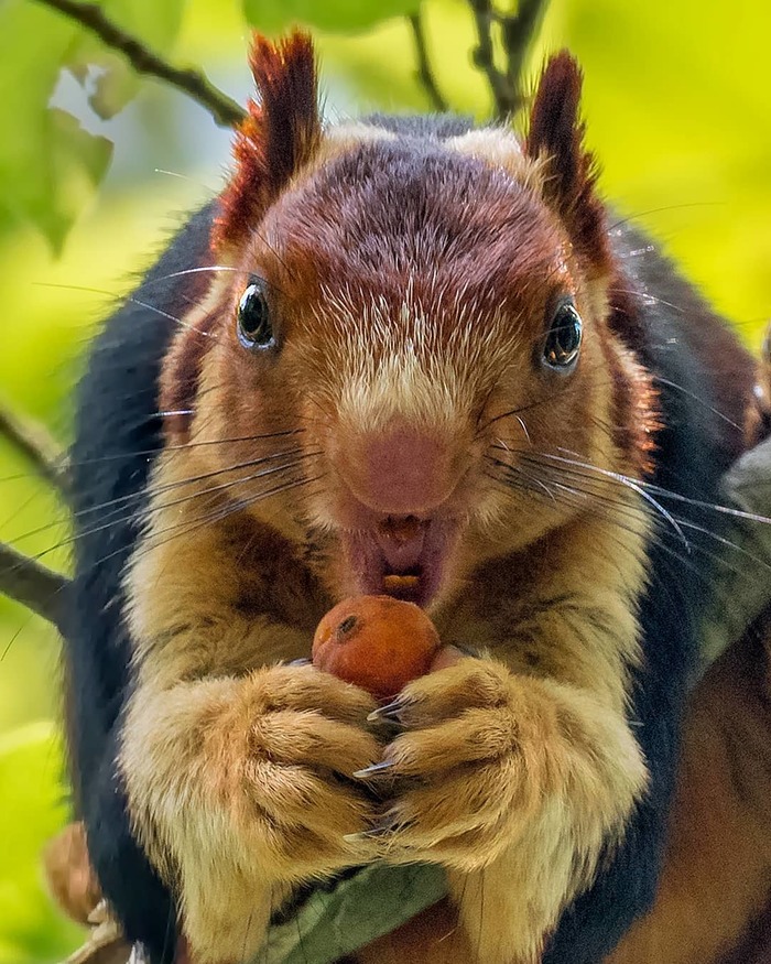 Ratufa - , Squirrel, India, Animals, Longpost, Indian Giant Squirrel