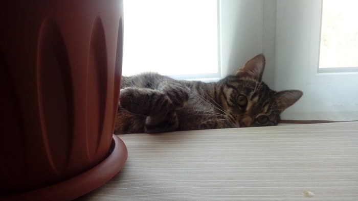 Чем кормить шерстяного? Кот, Корм для животных, Шерсть, Длиннопост, Домашние животные