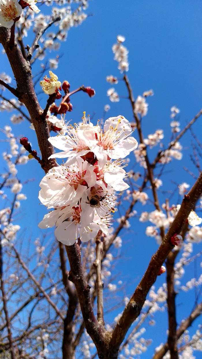 Spring to everyone! - My, Spring, Flowers, Bees