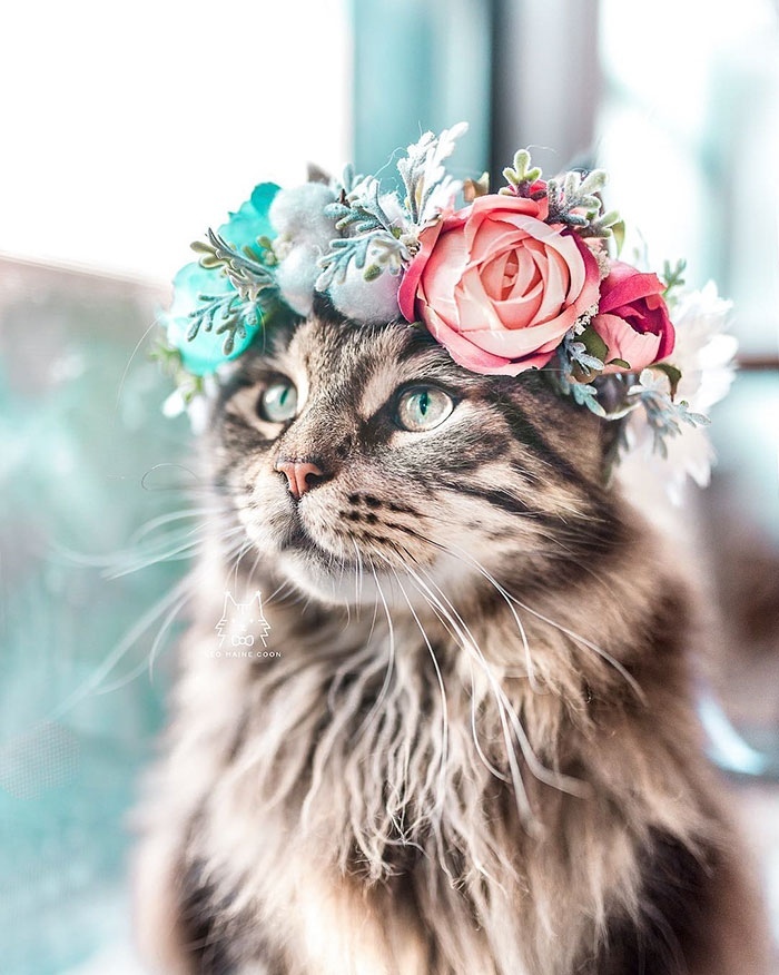 Spring came - The photo, cat, Spring
