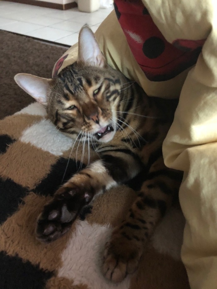 We all take funny pictures from time to time. Here are a couple of mine. - My, cat, The photo, Photo hitch, Fotozhaba, Not photoshop, Funny photo, Bengal cat, Humor, Longpost
