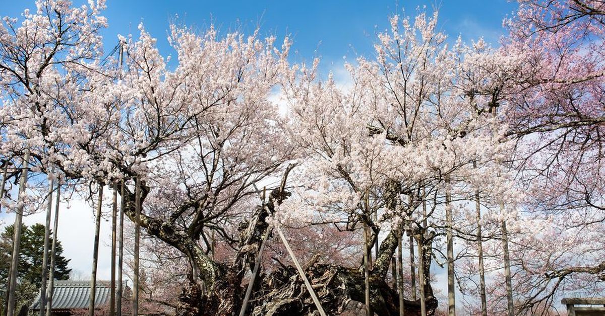 Япония в 2000 годах. Национальное дерево Японии. Самая Старая Сакура в Японии. Япония дерево Сакура. Вишневое дерево в Японии.
